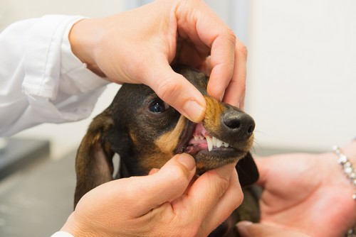 Dental Care  Huntsville, AL 