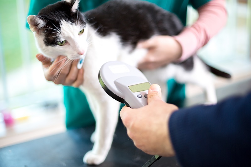Microchipping  Huntsville, AL 