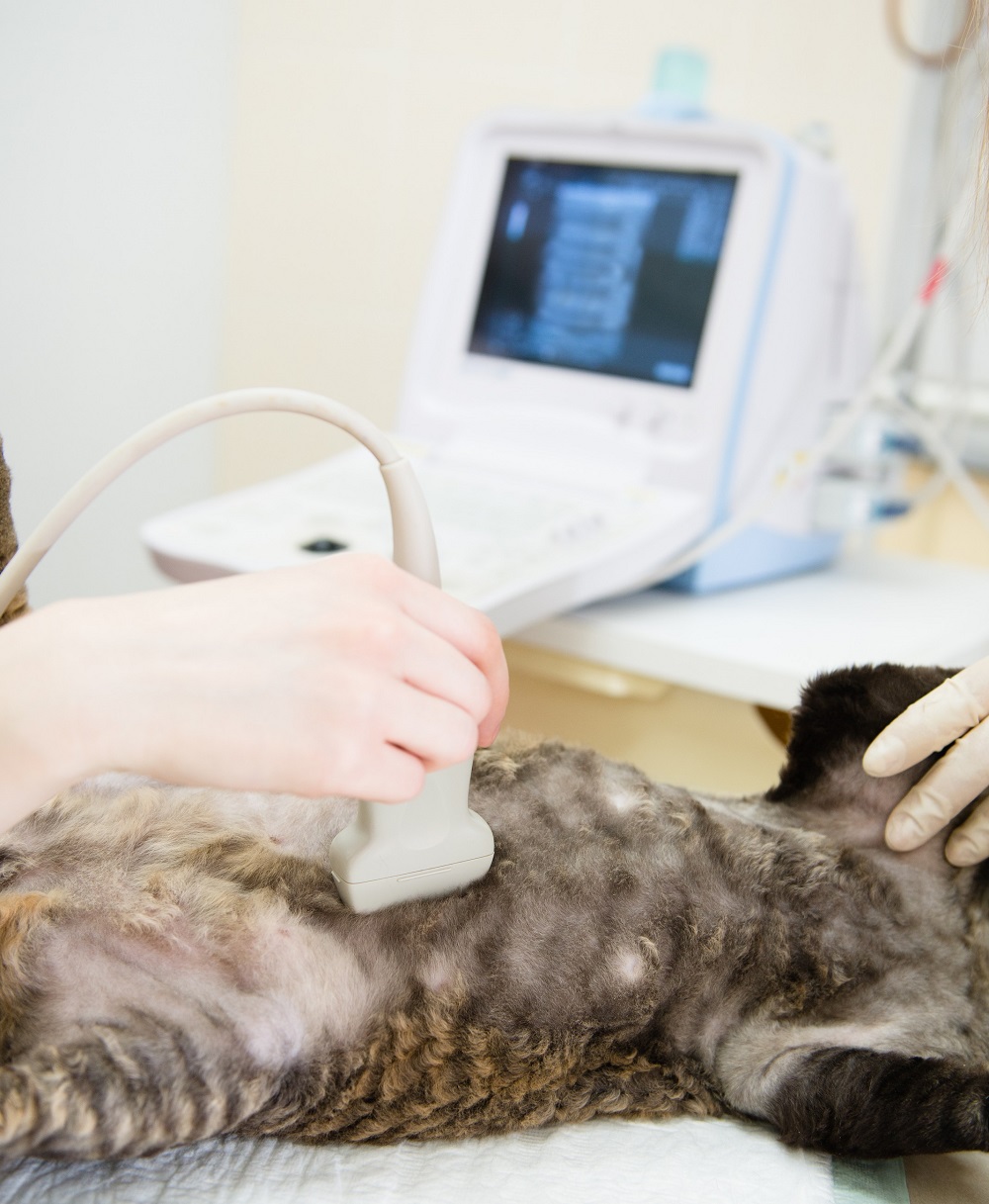 Ultrasound  Huntsville, AL 