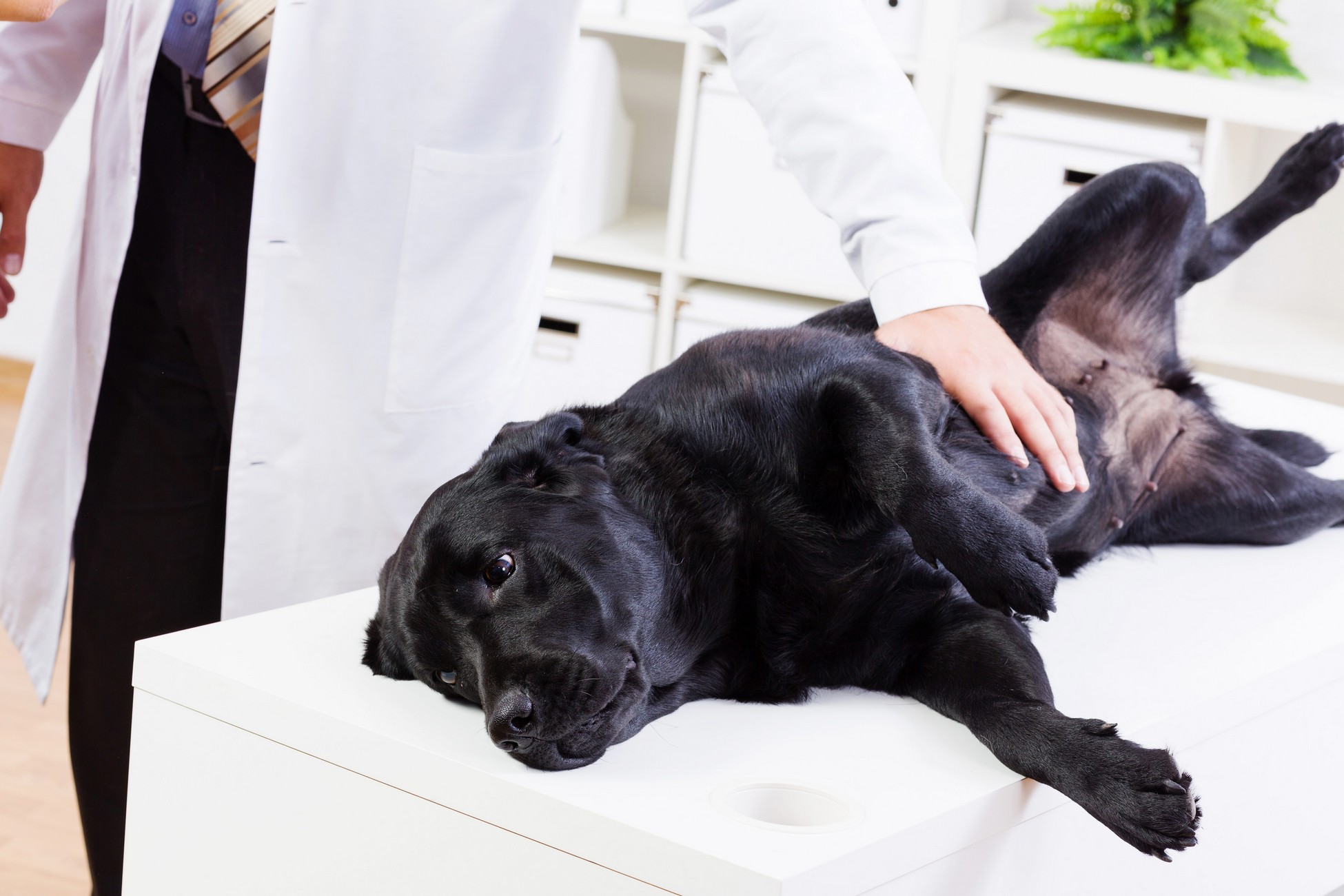 Wellness Exams  Huntsville, AL 